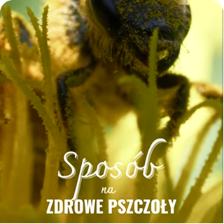 Apistym – sposób na zdrowe pszczoły